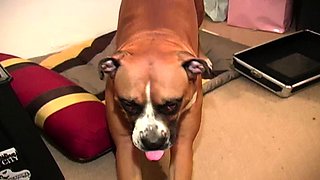 Cumshot amateur MILF suck and jerks dude in the bedroom