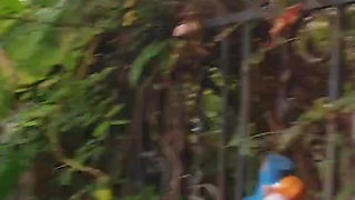 naughty Molly explore body and pussy in jungle