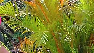 I Fuck My Mother-in-law and Sister-in-law at Christmas Family Reunion