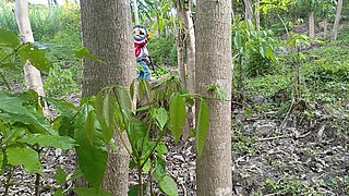 Old Perverted Green Peasant Fucks His Own Busty Stepdaughter in the Field Outdoors
