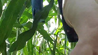 Julie naked in the cornfield