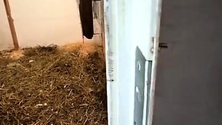 Home alone and horny amateur wife caught masturbating
