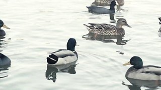 Splendid Mi and Robby's brunette porn