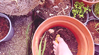 A Pest in the Fairy Queen's Garden