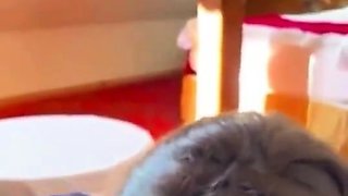 Cummy amateur pussy close up