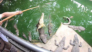 Crocodiles feeding and Thai ass spanking