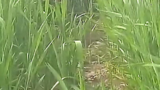 The Village's Desi Sister-in-law Is Yearning for Sex in the Outdoor Open Field.