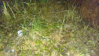 Nepali Aunty Lover Night Doggy Style Sex Video Nepali Audio