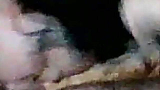 My Little Slut Blowjob