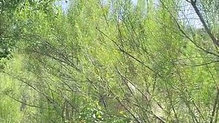 New Yinyleon Big Ass Milf, Rajshot - Anal hardcore outdoors