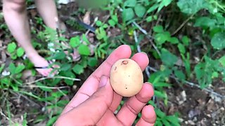 Picking wild Fruits and Eat