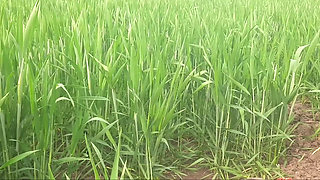 Pussy is scratching in the outdoor field, father-in-law saw me in the field, daughter-in-law, take my penis, don't put a finger in the field.