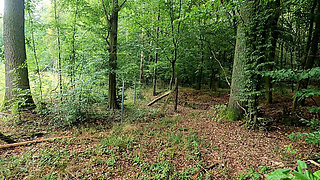 Show Me Your Tits - I Wanna Slap Them for My Fun