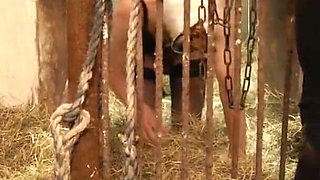 Pigsty extreme Schweinestall extrem