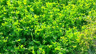 Khet kheton mein gand Marne Laga upar se Koi aaega FIR chhod Diya