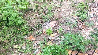 Village Aunty Showing Her Pussy to Ex-boyfriend in Sugarcane Plantation